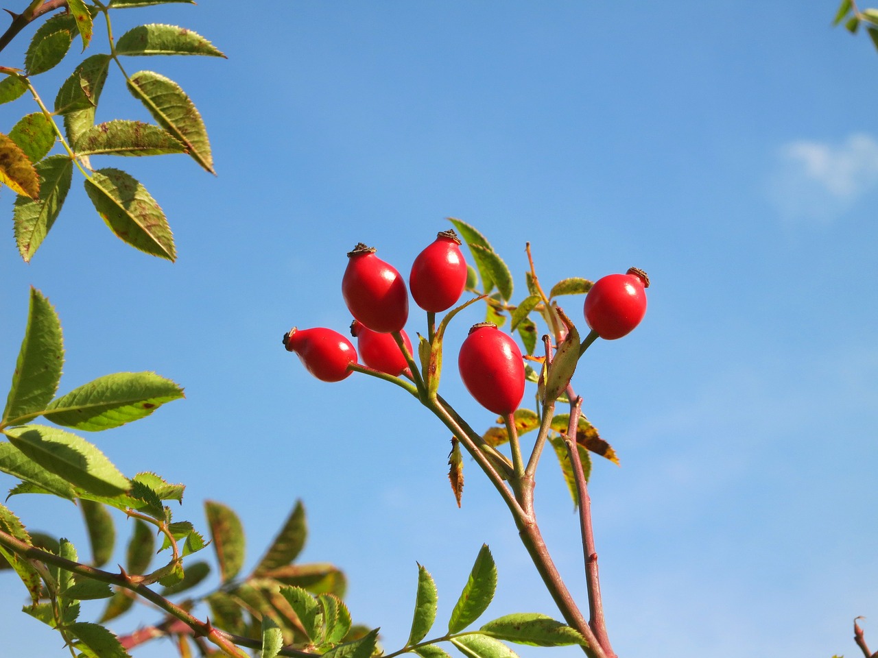 Image - rose hips blue sky green leaves