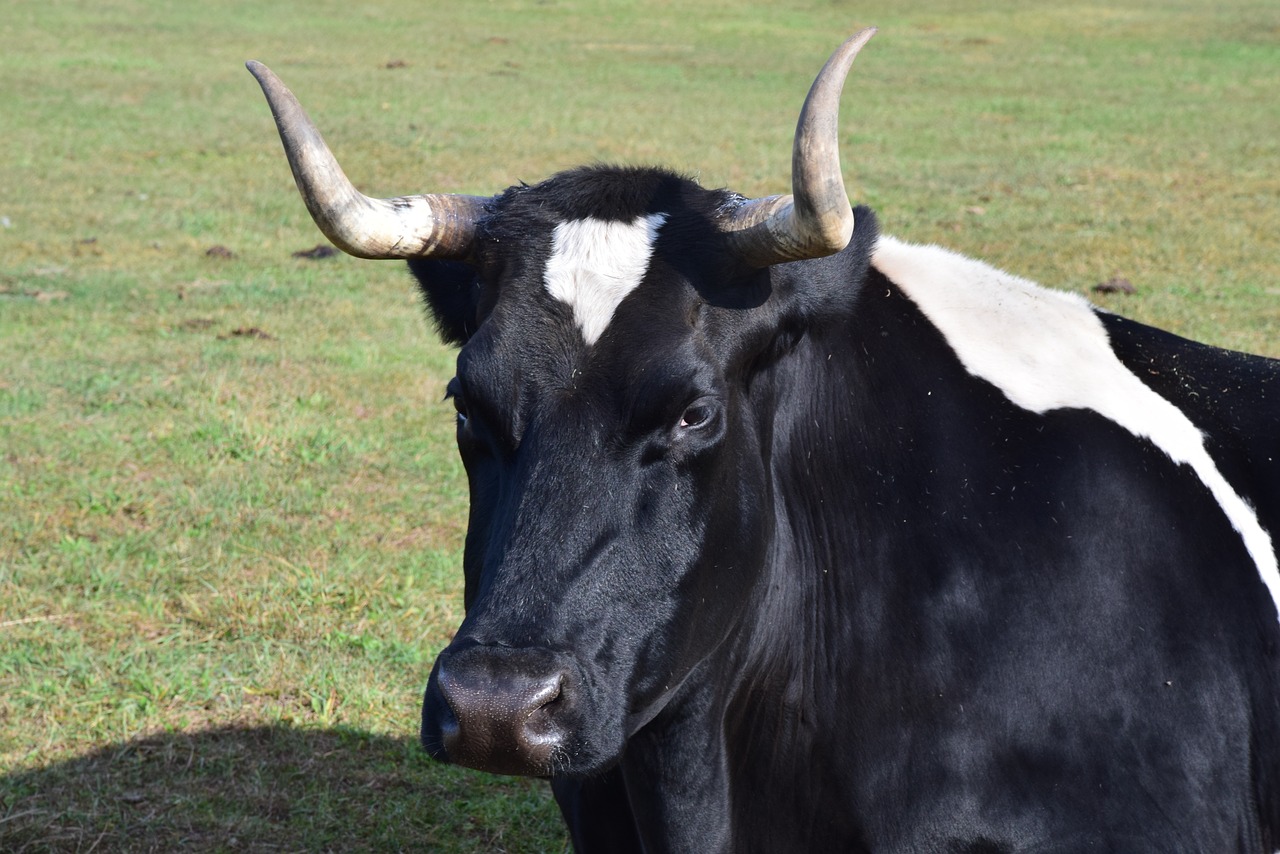 Image - cow farm agriculture cattle animal