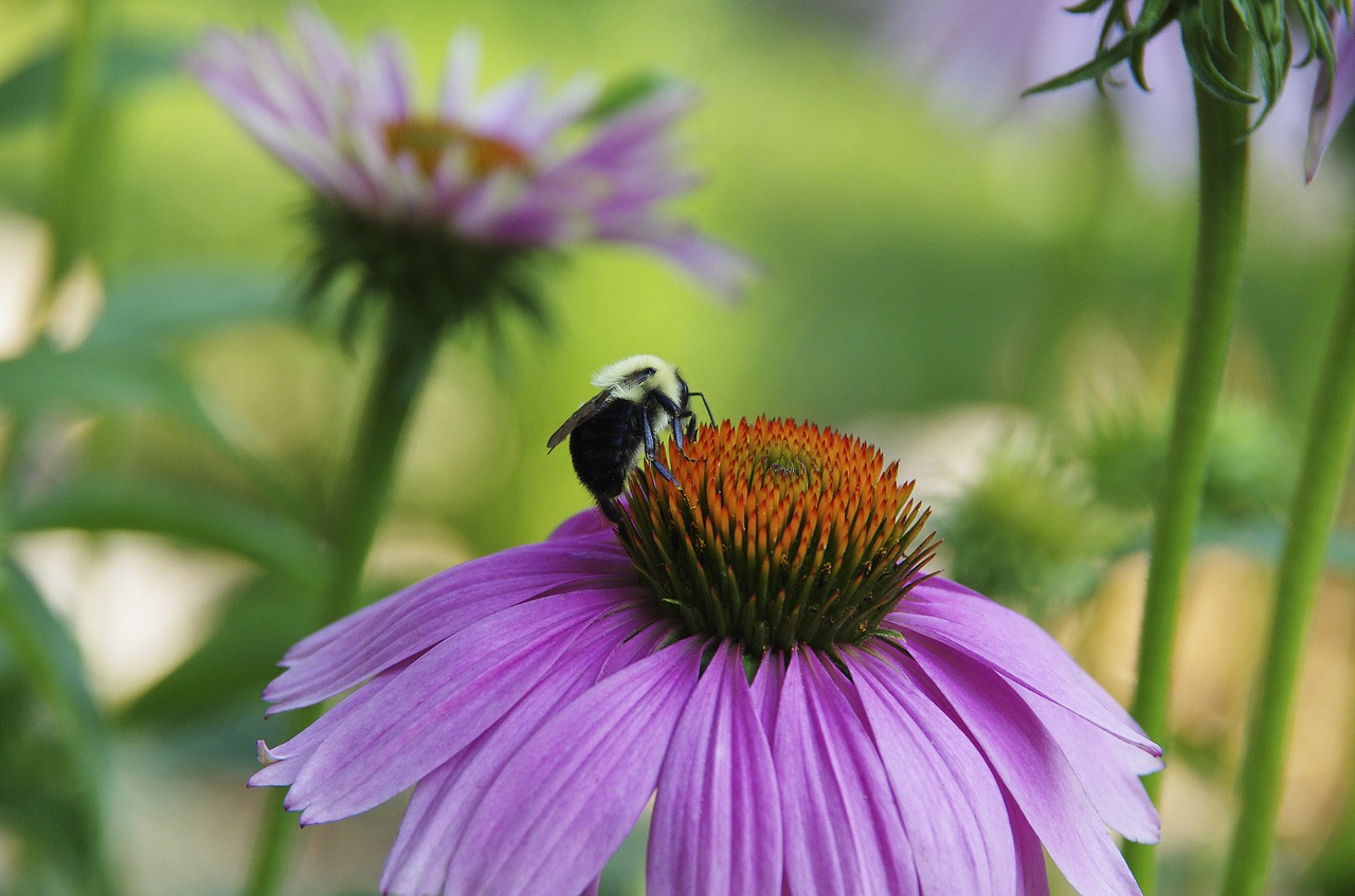 Image - bee purple daisy insect macro