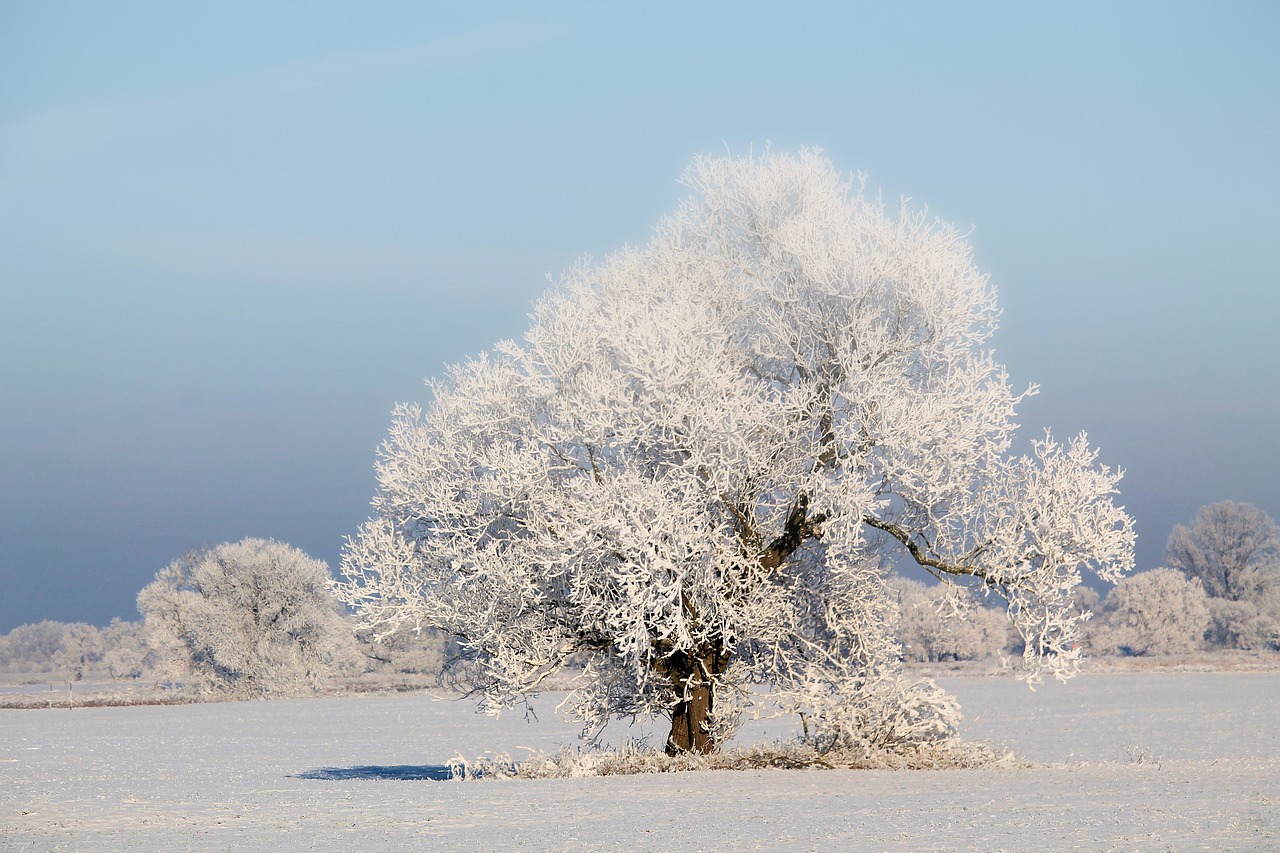 Image - tree winter impressions wintry snow