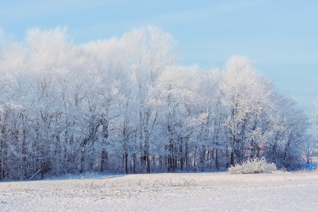 Image - landscape trees winter impressions