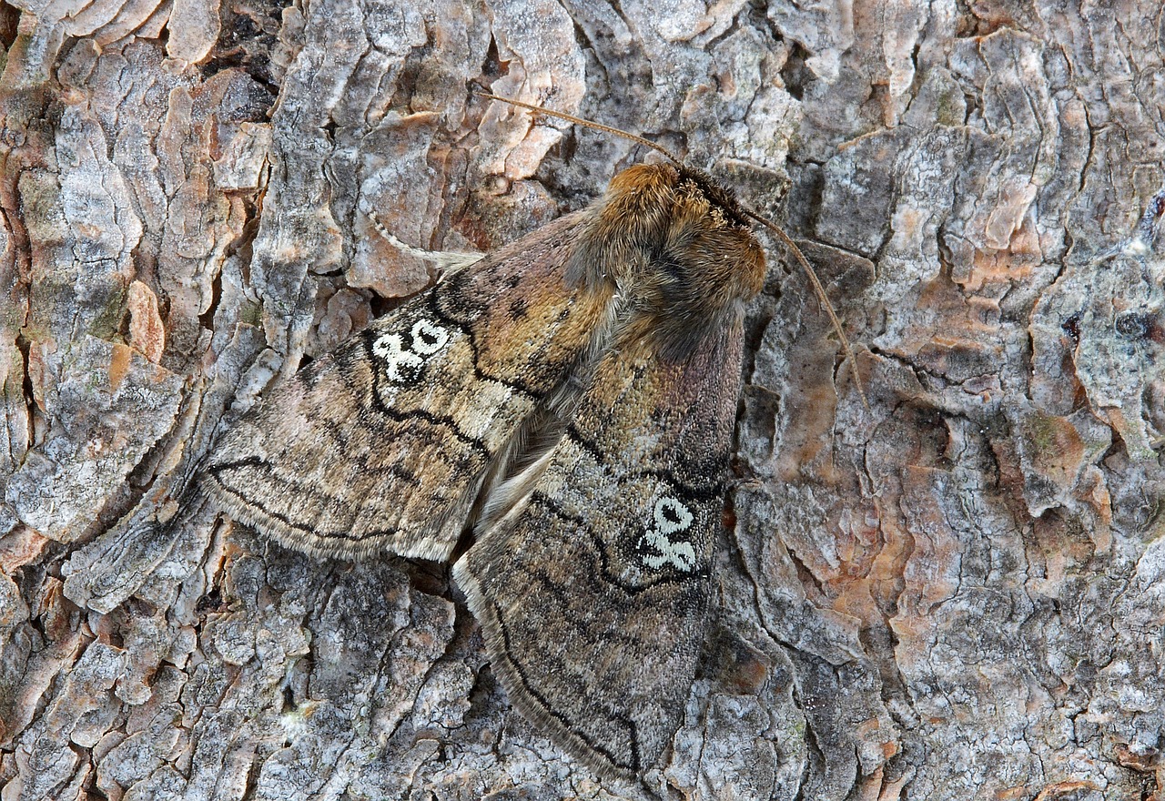 Image - moth macro insect close wing 80