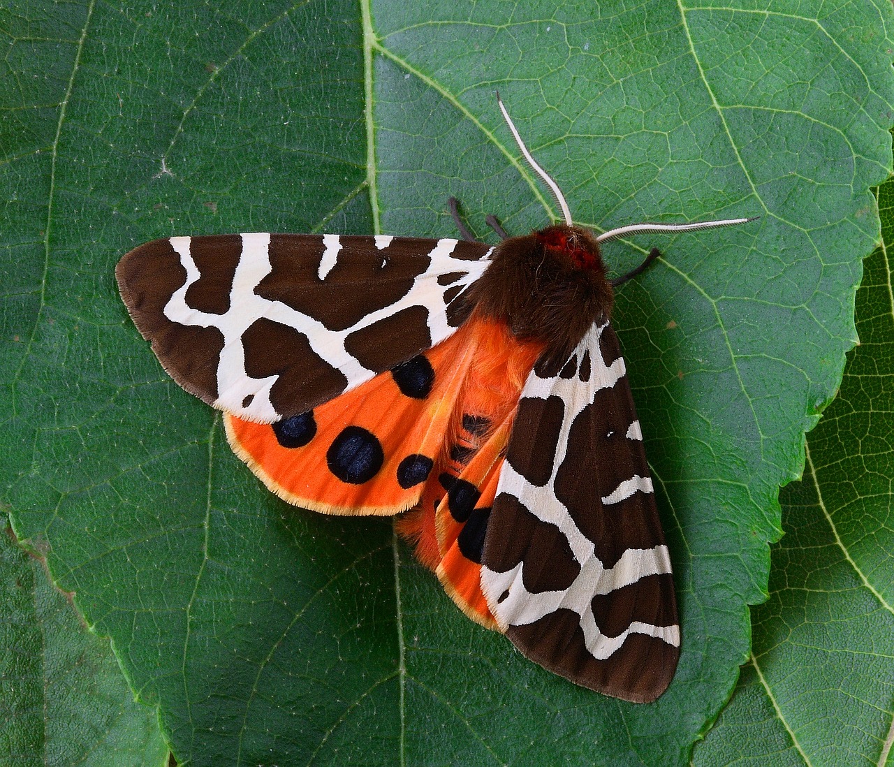 Image - moth macro insect close wing