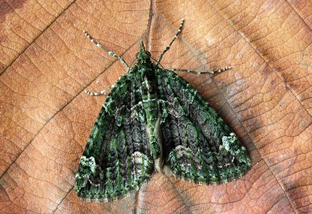 Image - moth macro insect close wing