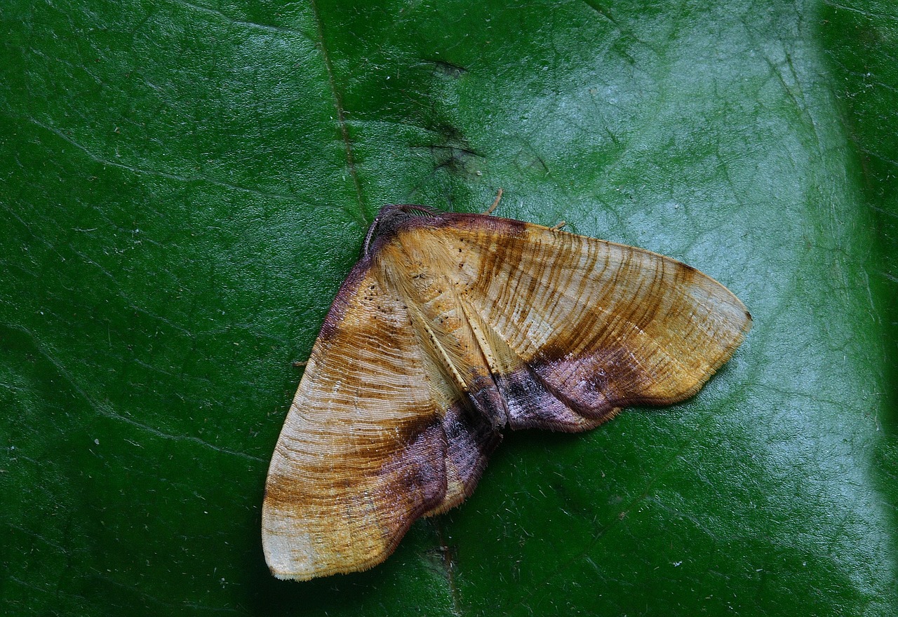 Image - moth macro insect close wing