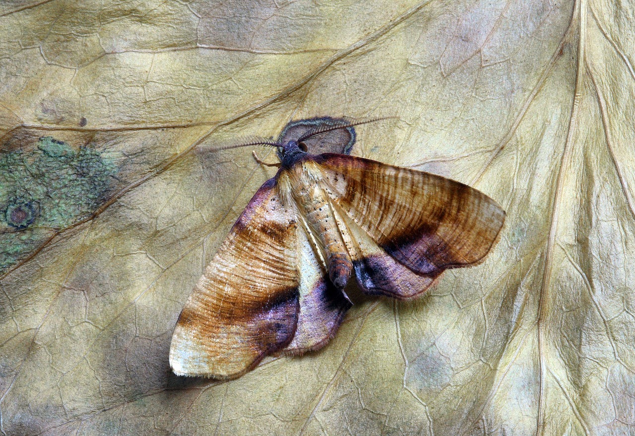 Image - moth macro insect close wing