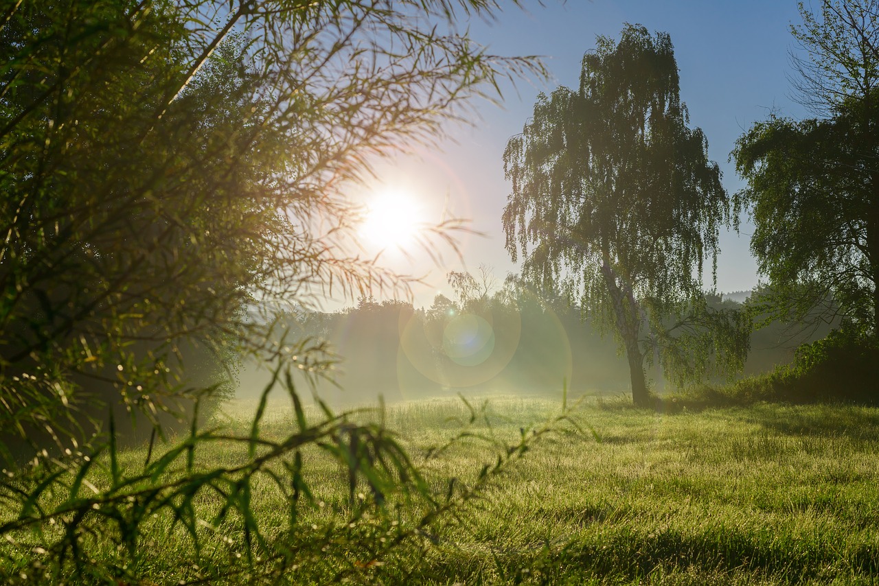 Image - autumn summer nature tree sun