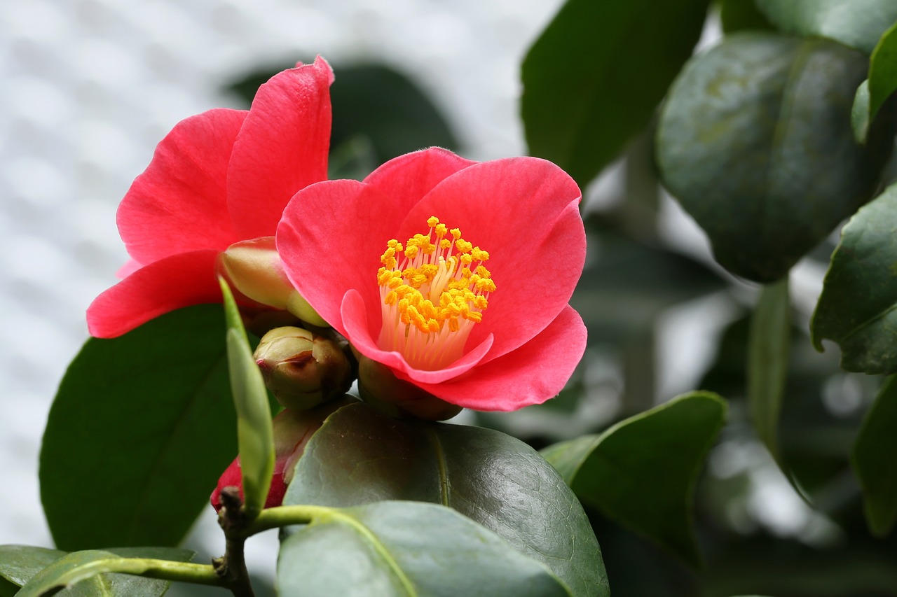 Image - flowers camellia rajec jestrebi