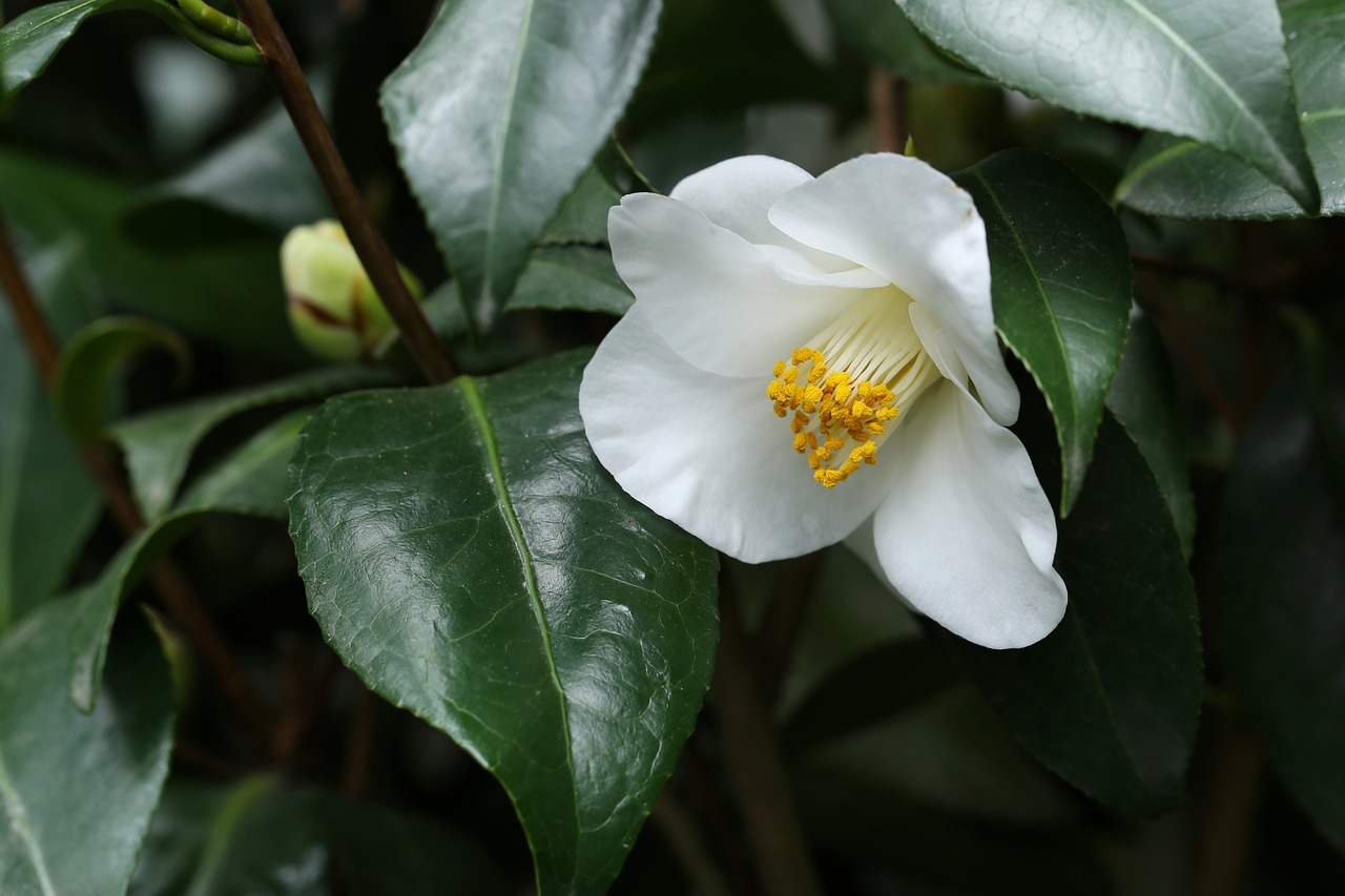 Image - flowers camellia rajec jestrebi