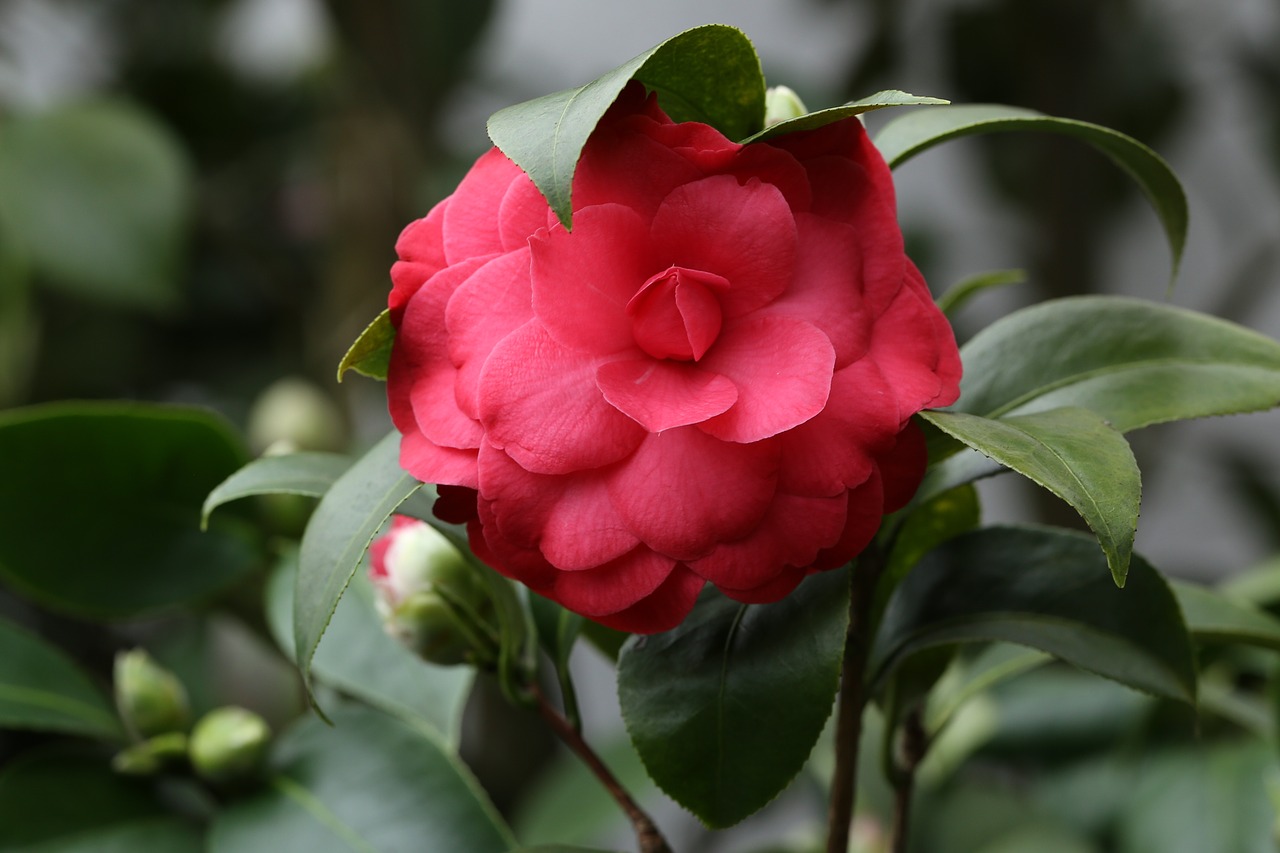 Image - flowers camellia rajec jestrebi red