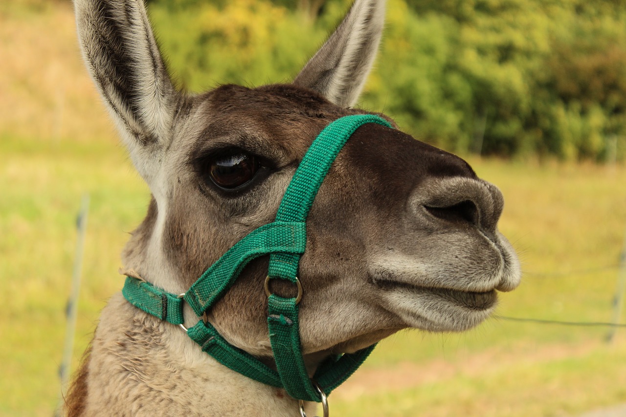 Image - lama meadow animal nature