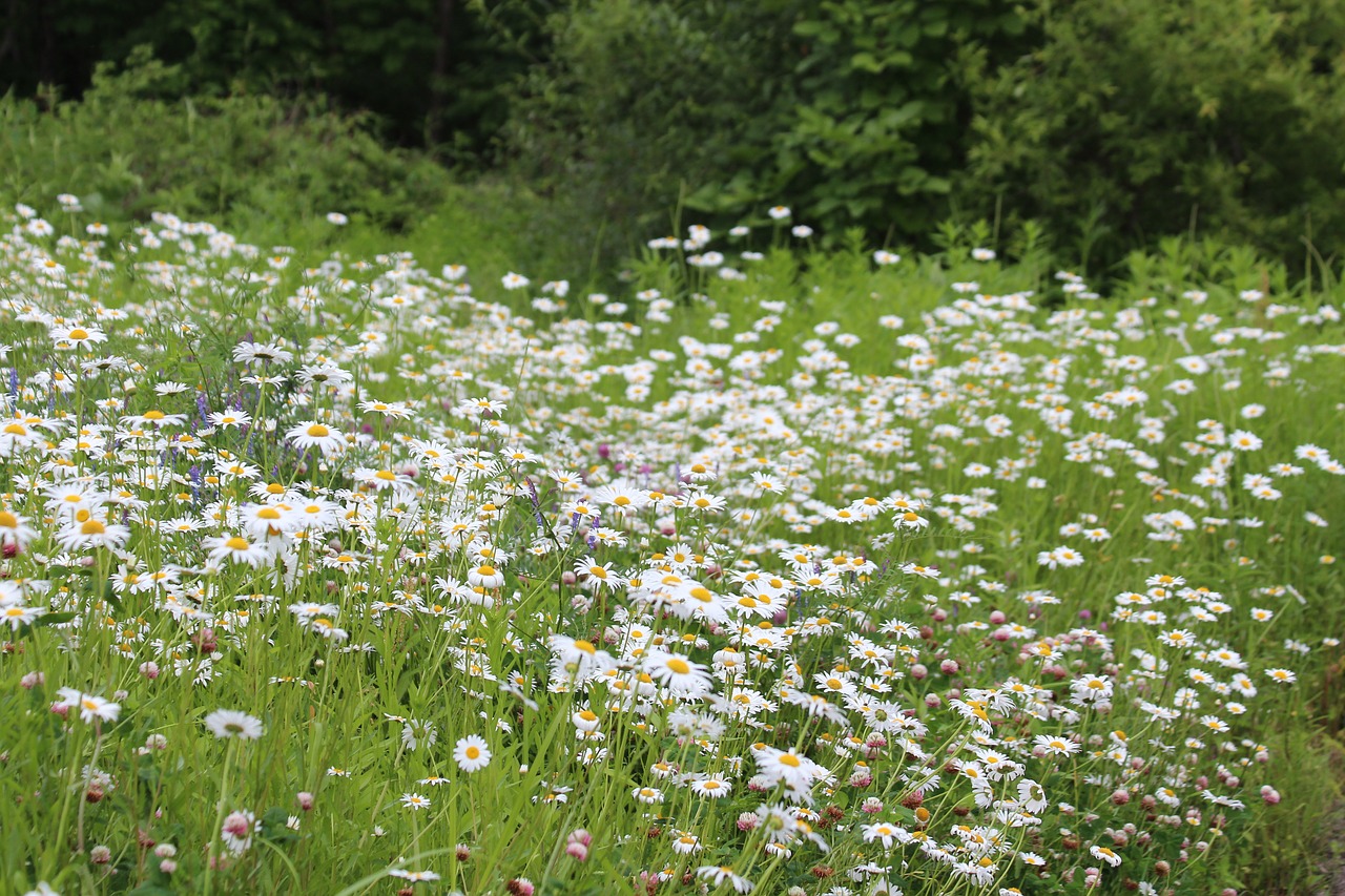 Image - chamomile field meadow nature