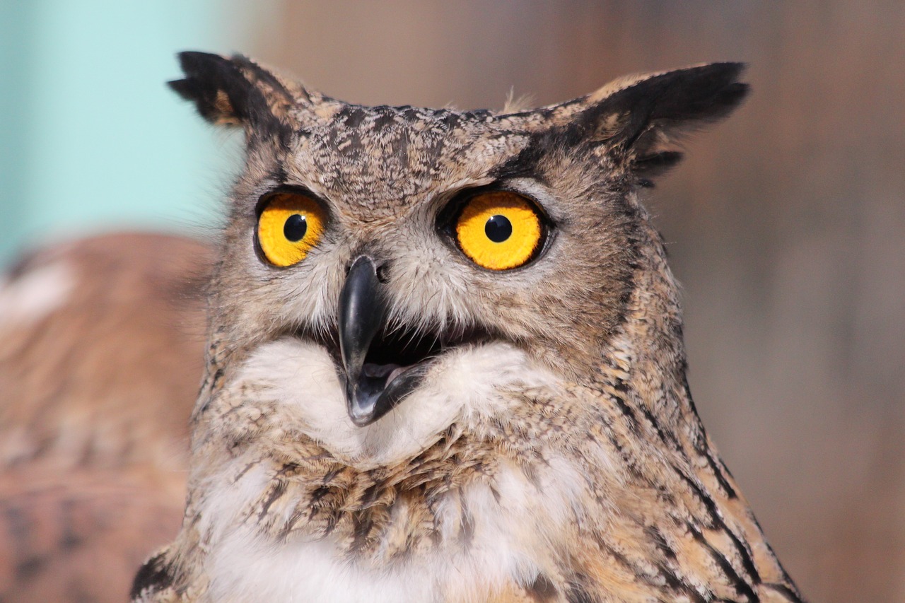 Image - owl the female eagle owl bird