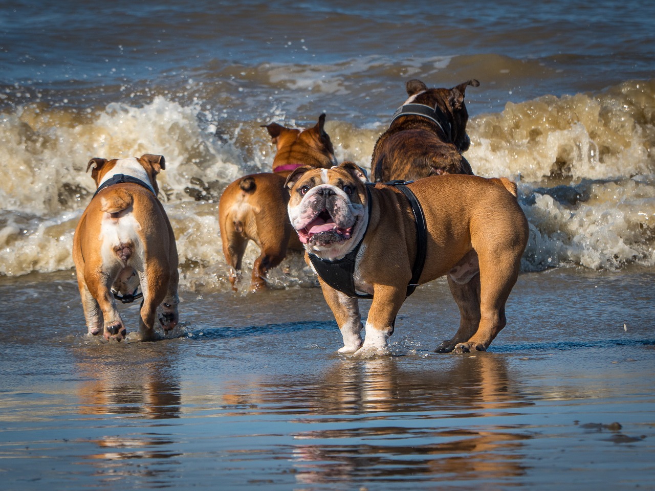 Image - beach playing bulldogs