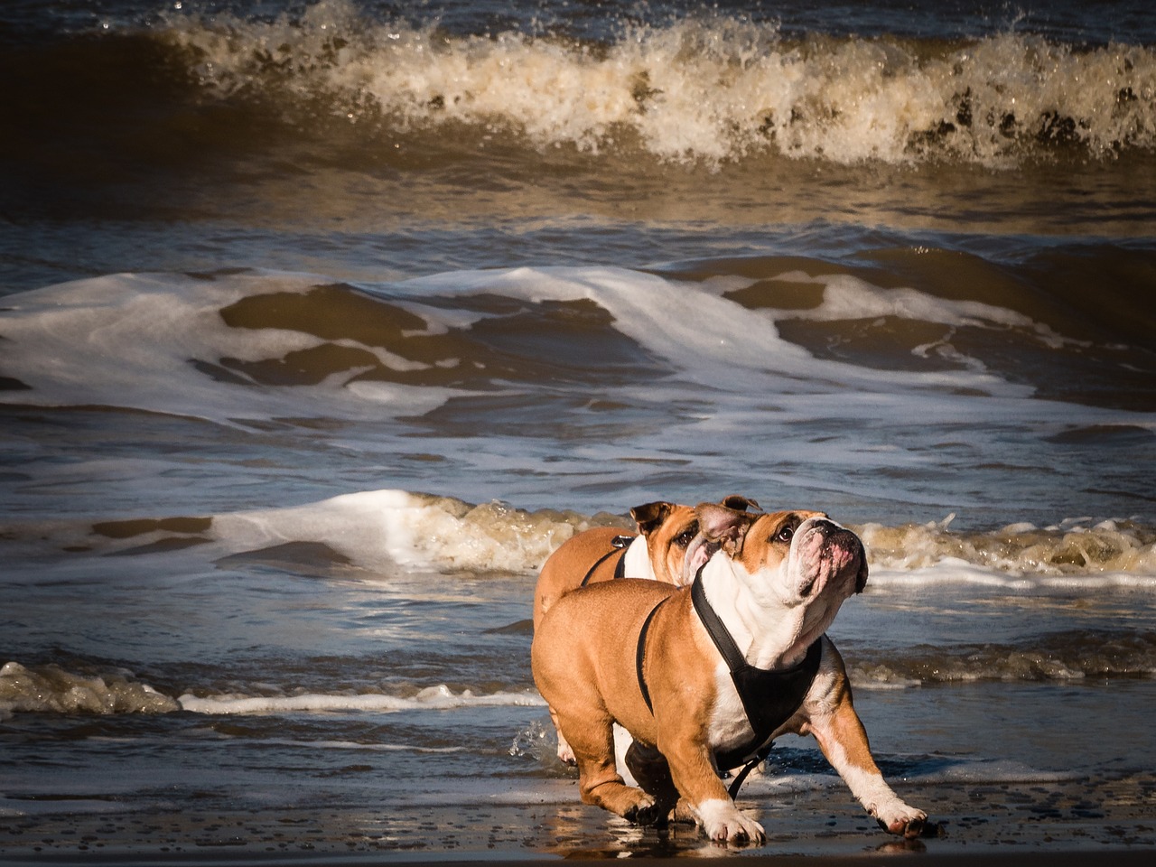 Image - dogs on the beach playing dogs