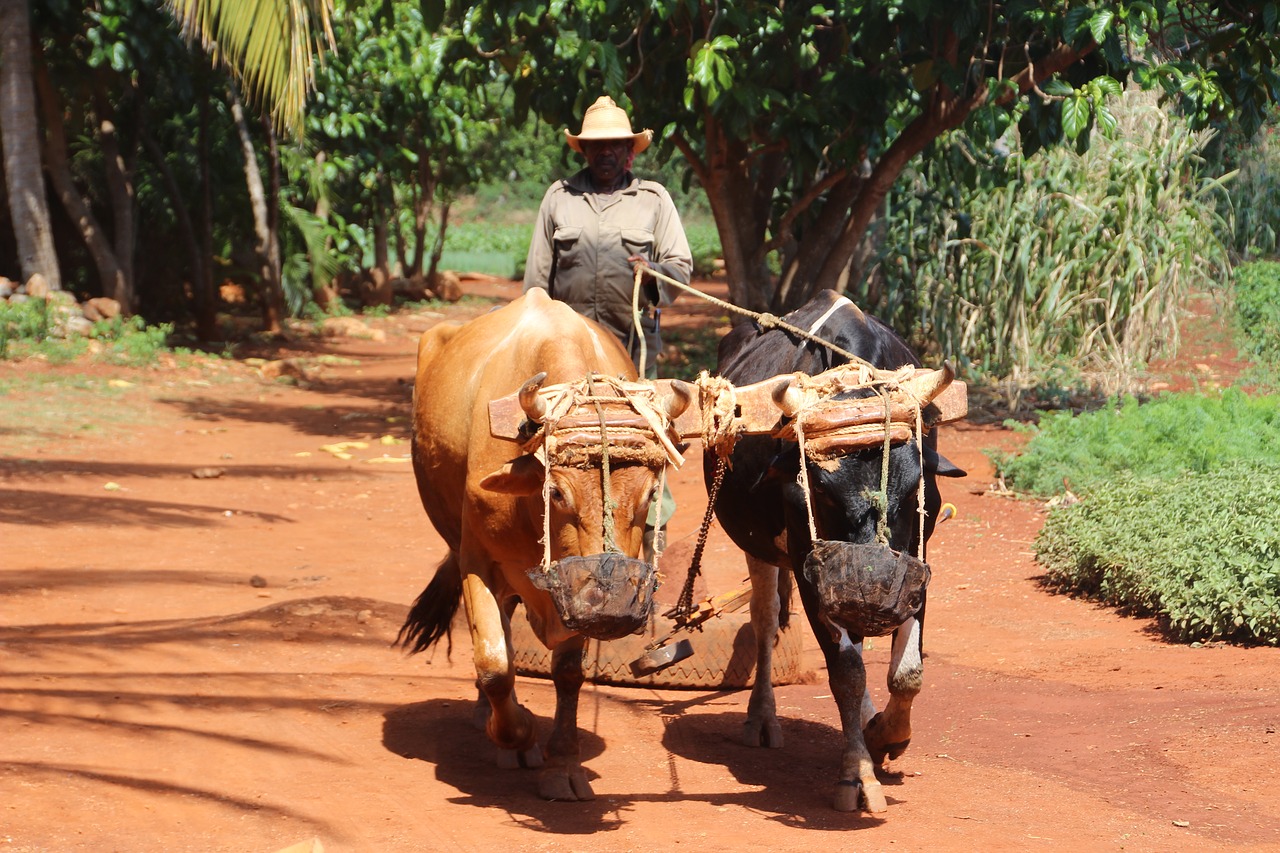 Image - farmer cuba oxen animals team ox