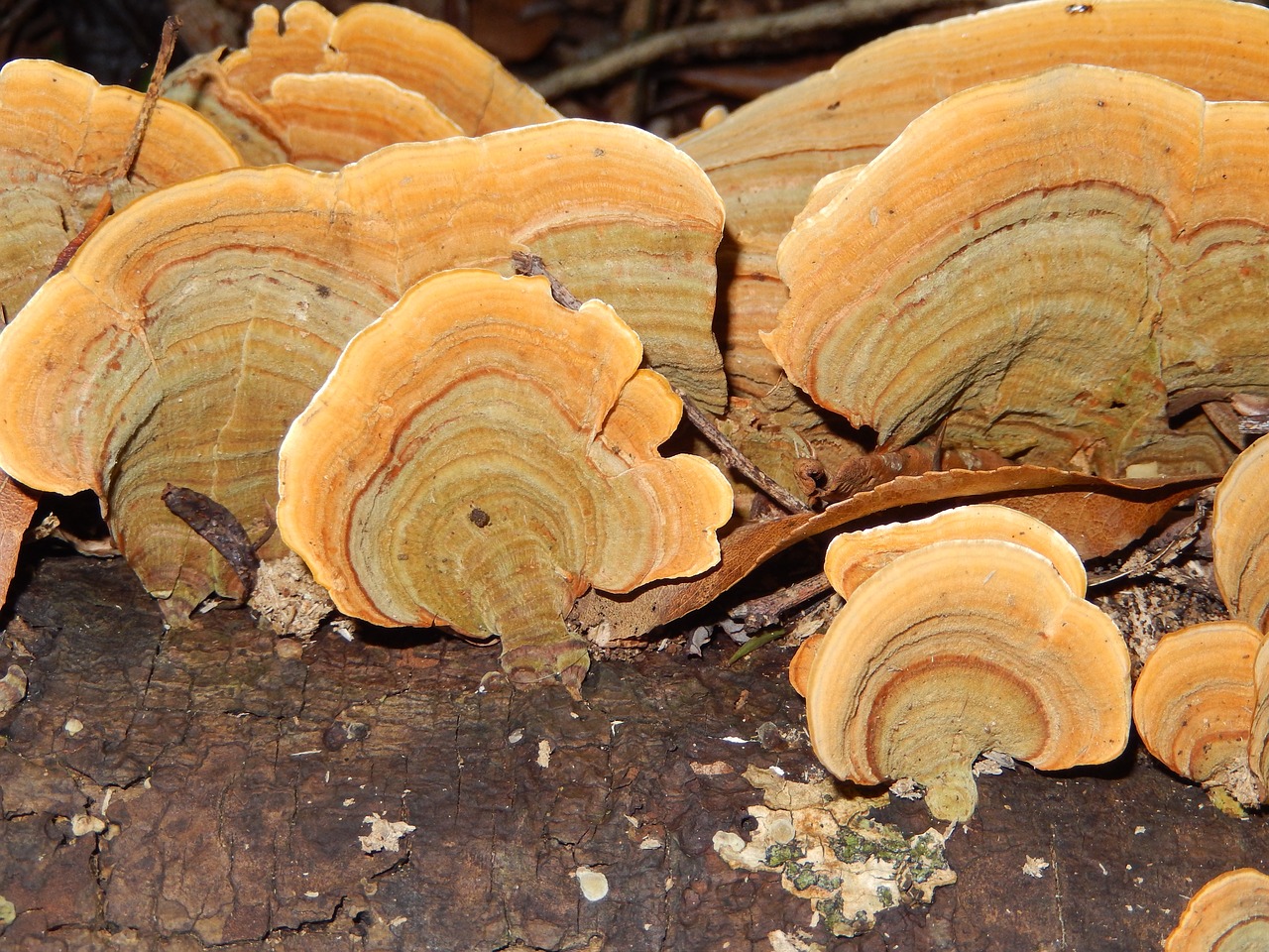 Image - fungi nature forest yellow