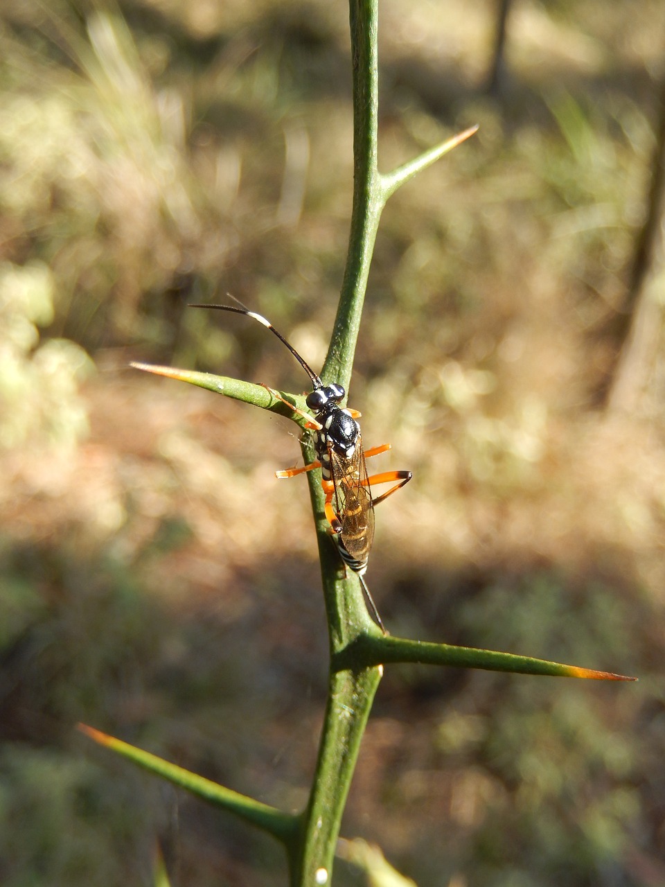 Image - wasp insect bug fauna nature