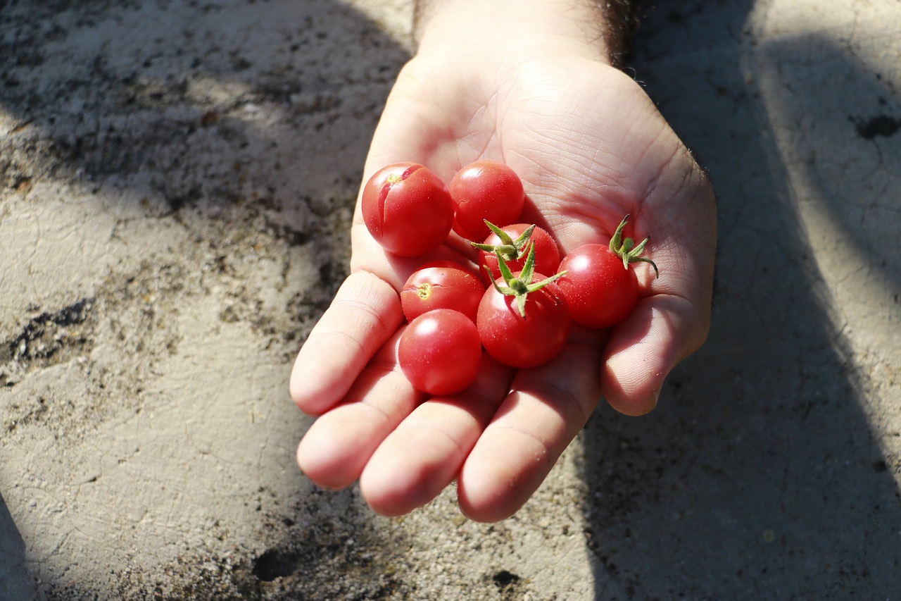 Image - tomato red village hands nature