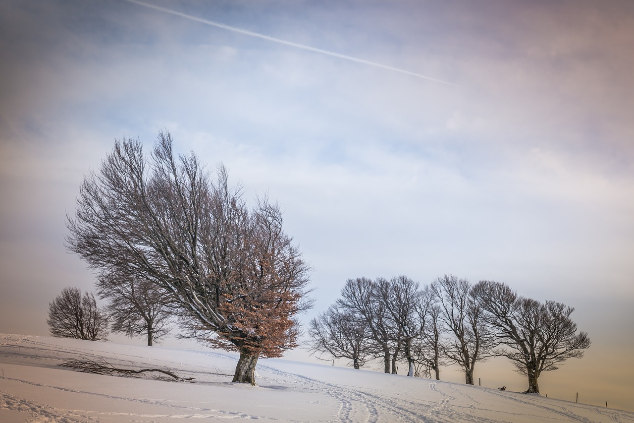 Image - winter snow wintry cold white