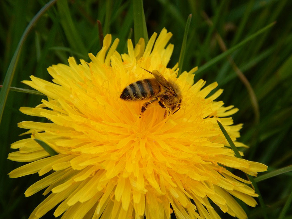 Image - bee spring yellow blossom bloom