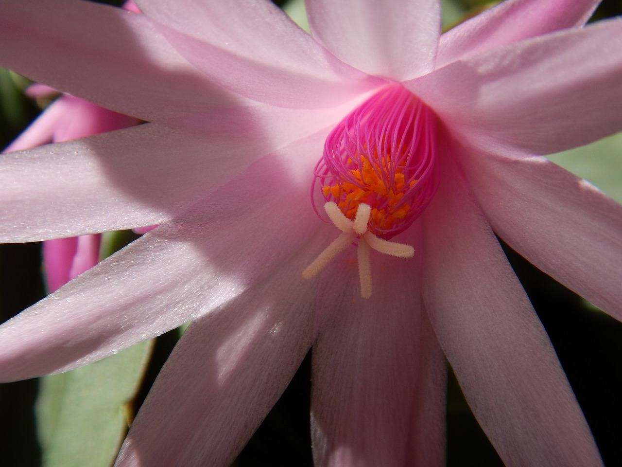 Image - cactus blossom pink blossom bloom