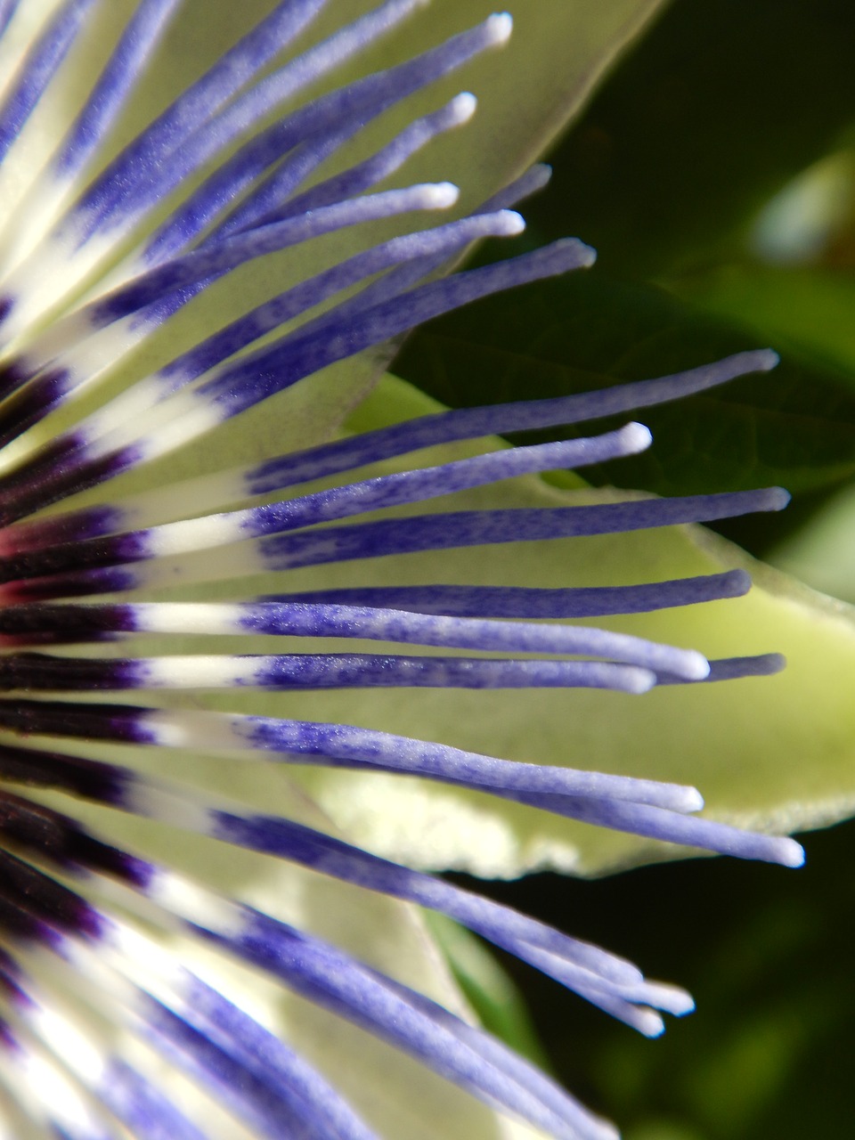 Image - macro passion flower graphically