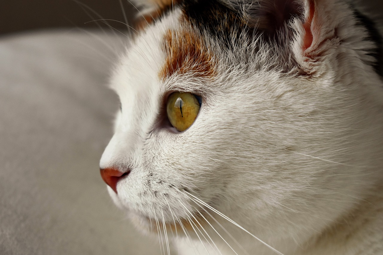 Image - cat animal white spotted
