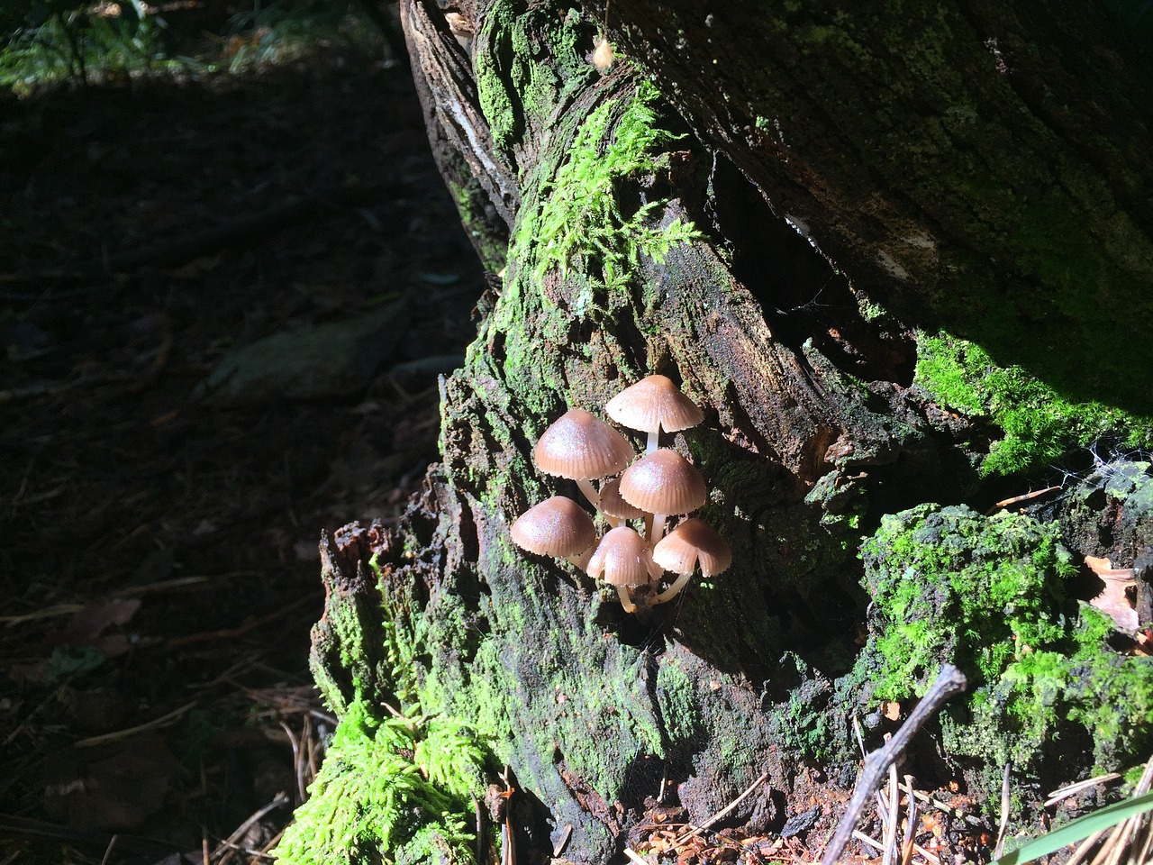 Image - mushrooms underwood autumn forest