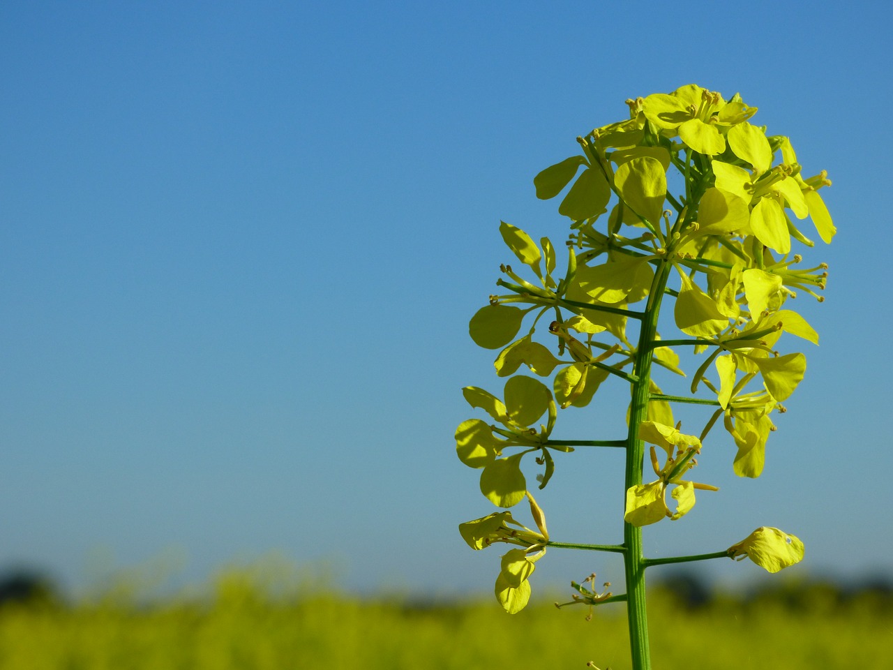 Image - mustard mustard field fertilizer