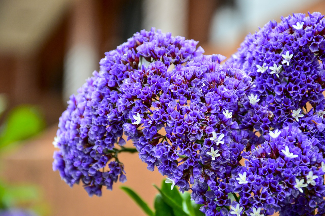 Image - estatis nature flowers