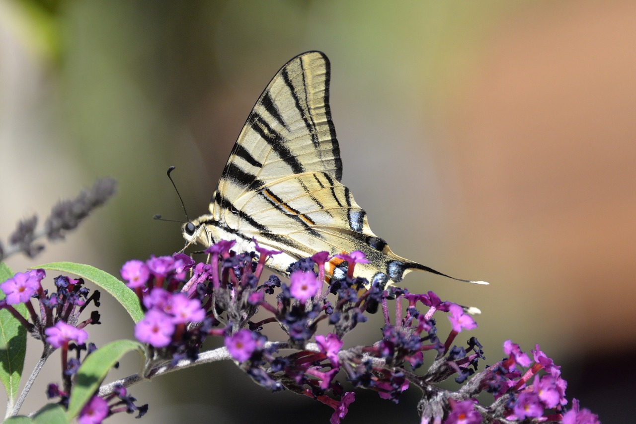 Image - butterfly tigerprint bug animal