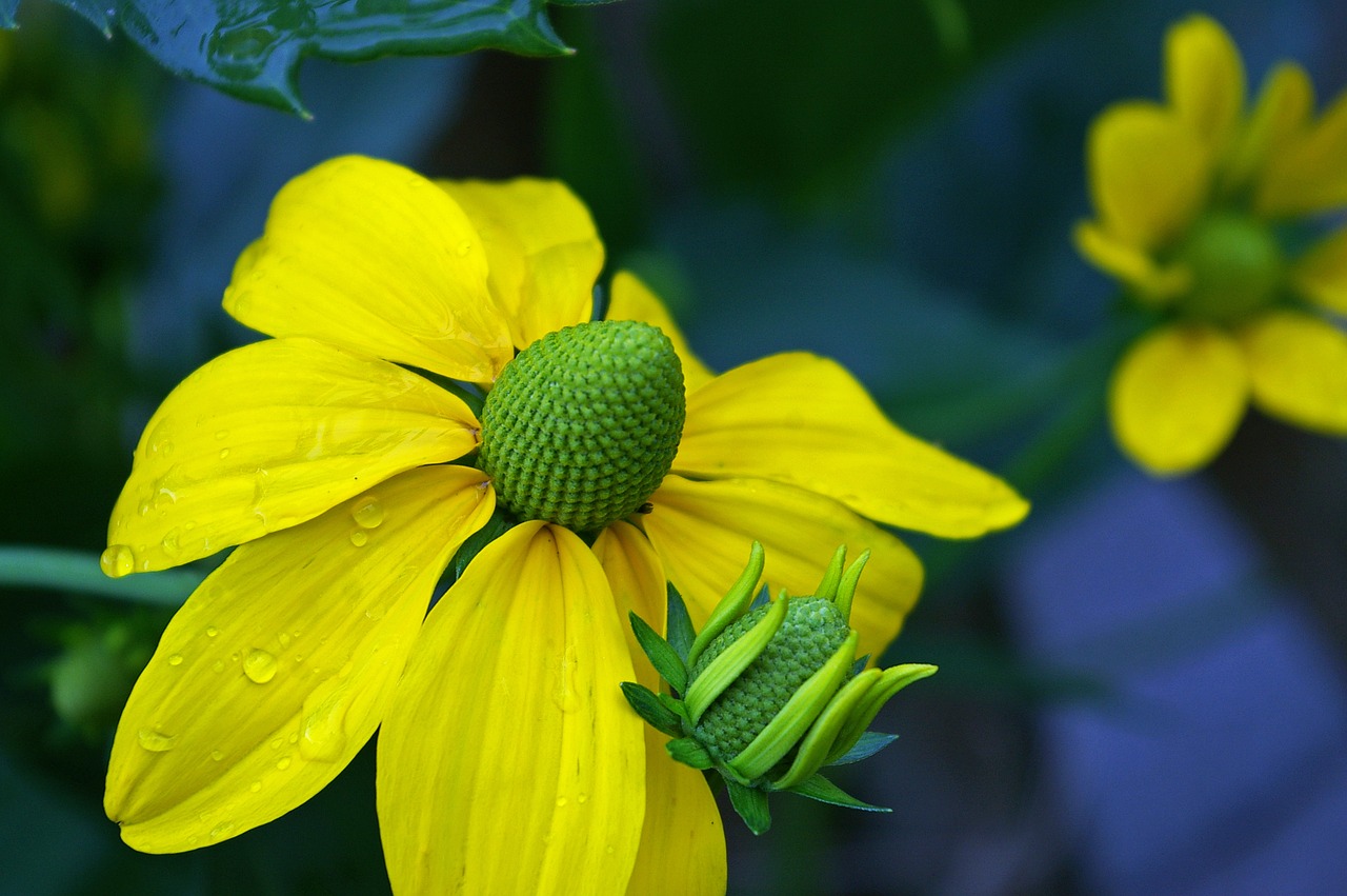 Image - sun hat yellow flowers yellow