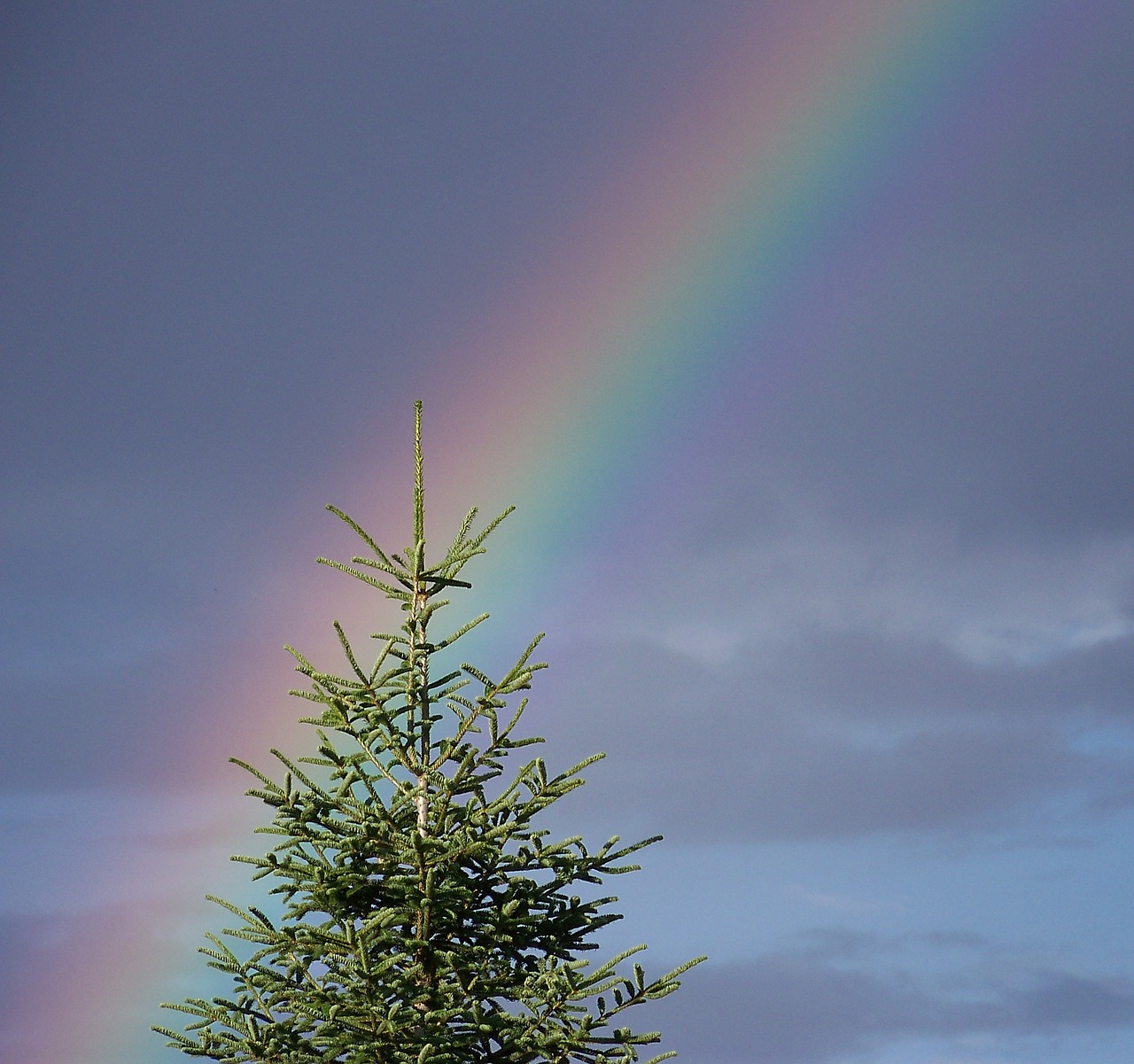 Image - rainbow sky tree nature light