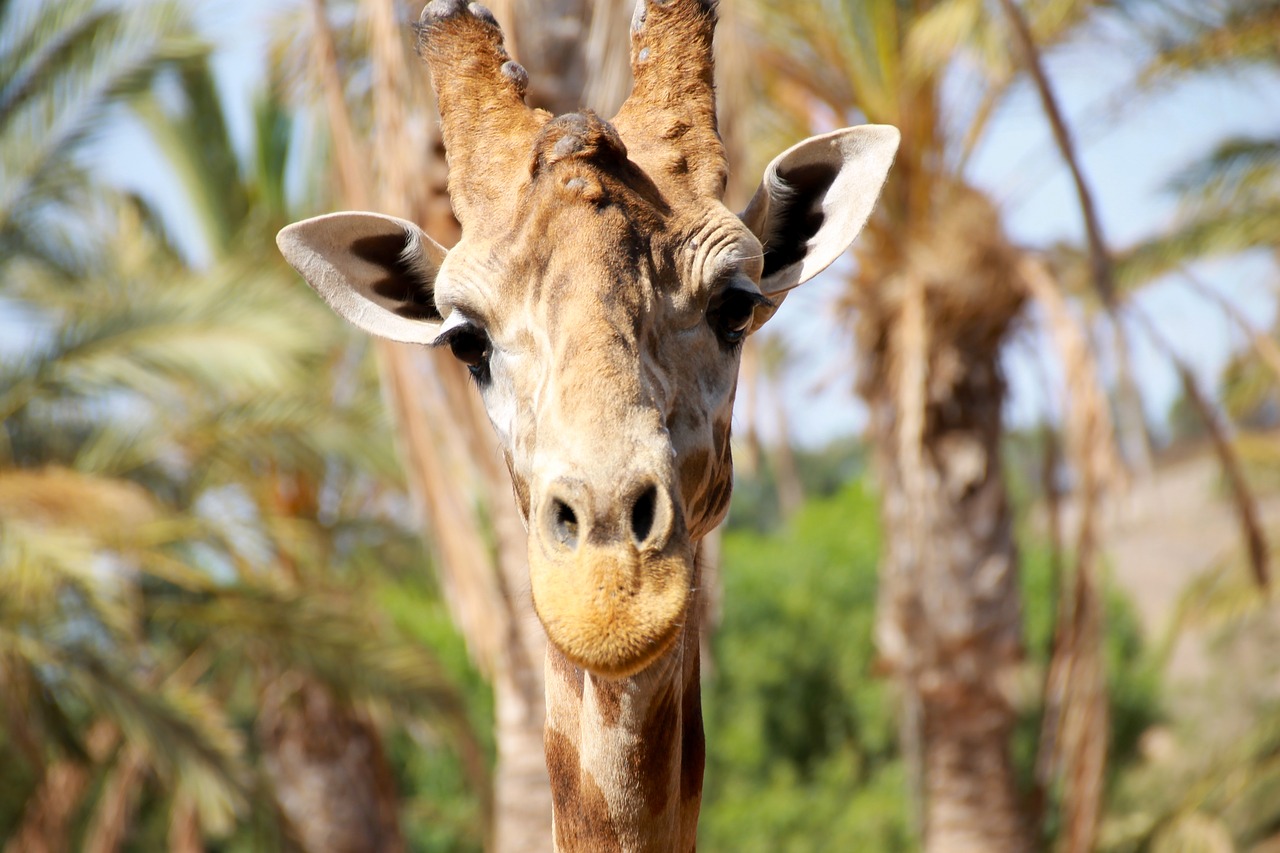Image - summer giraffe large safari