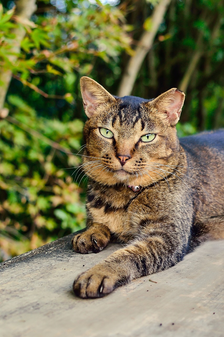 Image - natural cat creatures tom animal