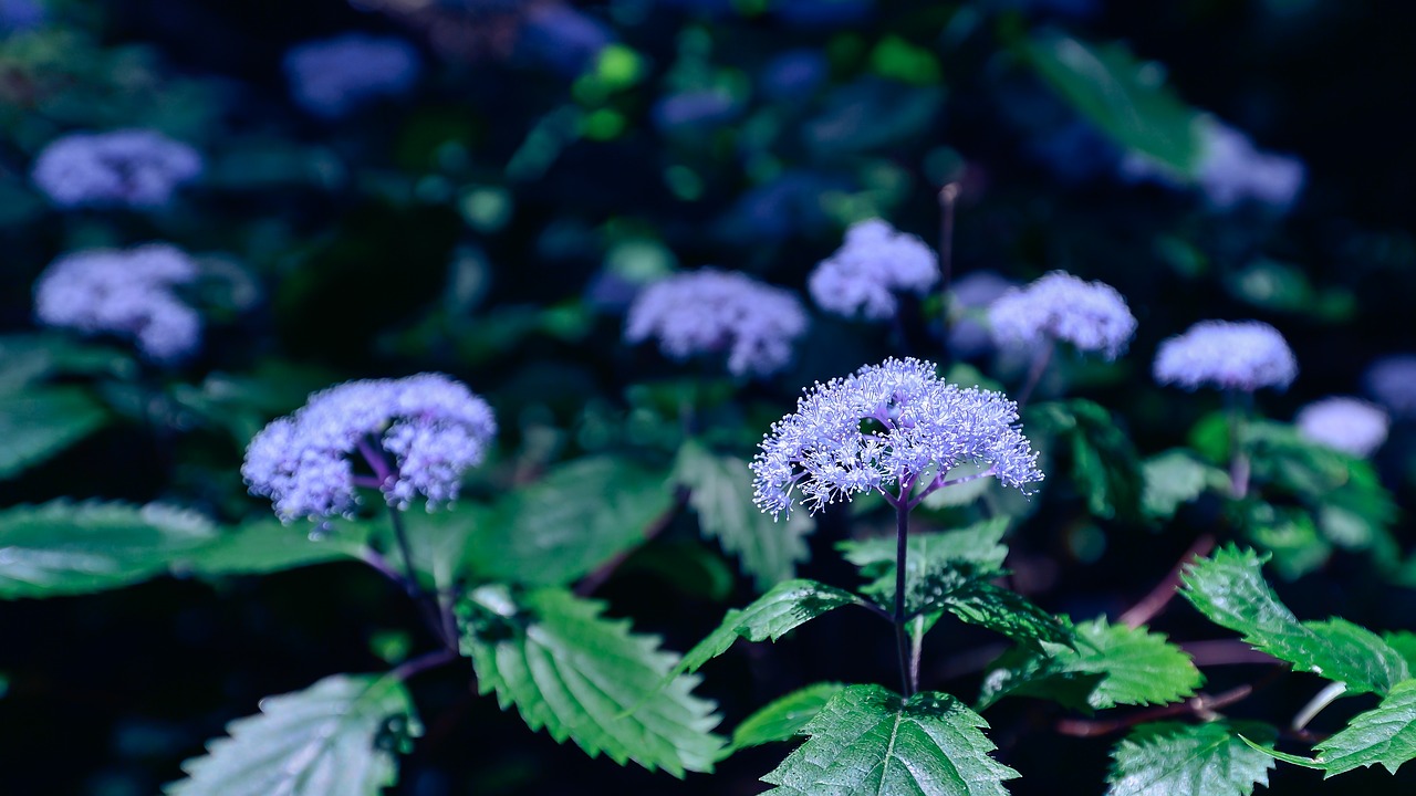 Image - natural plant purple mountain