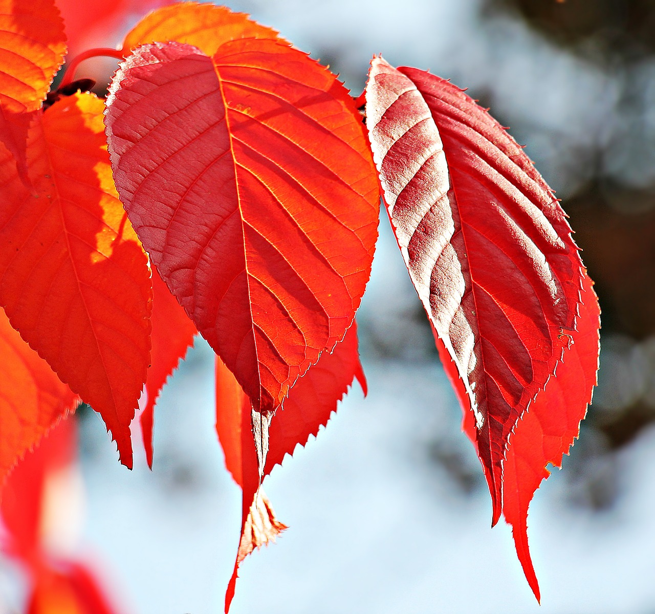 Image - autumn fall leaves leaves