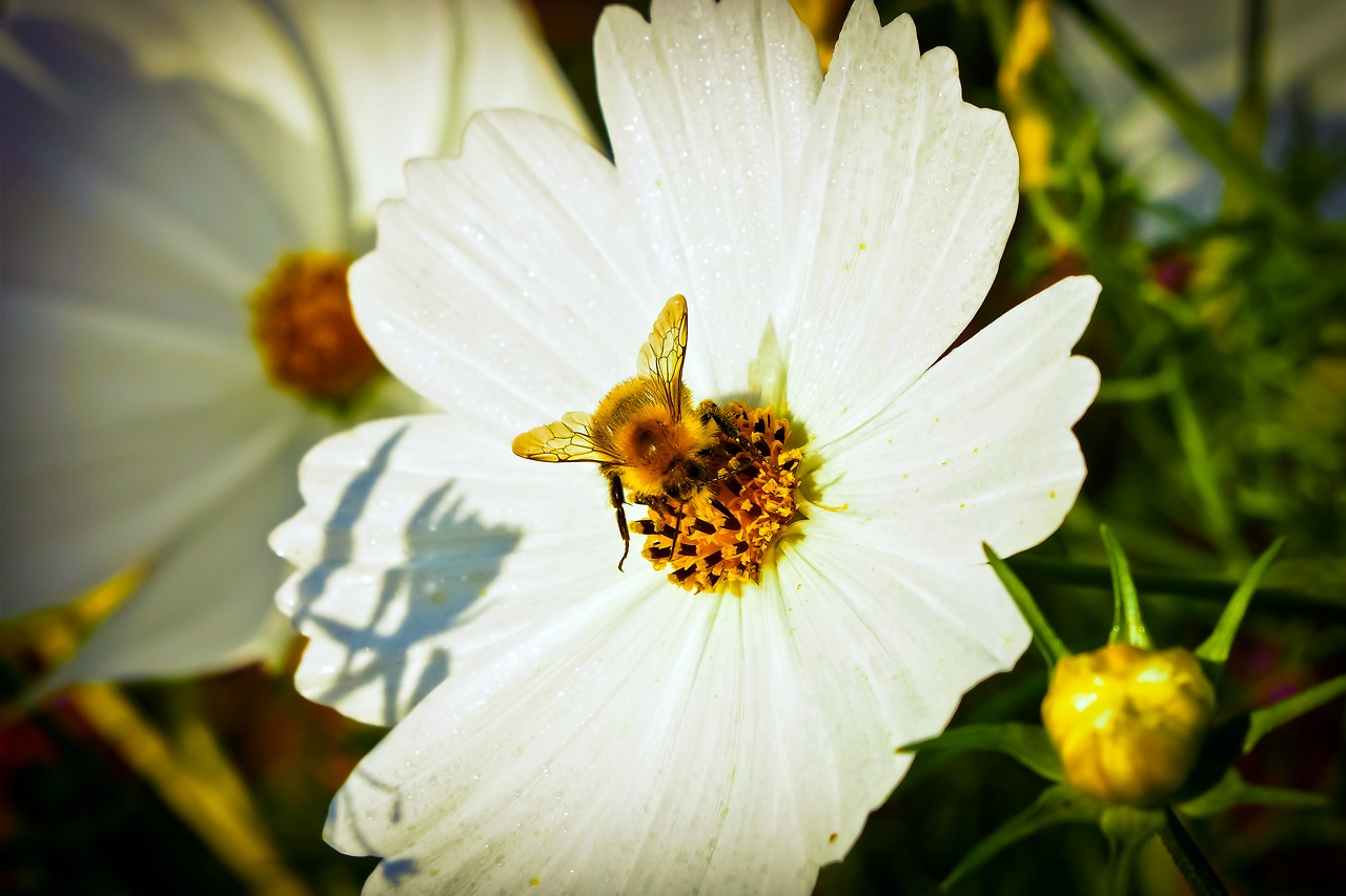 Image - chrysanthemum flower blossom bloom