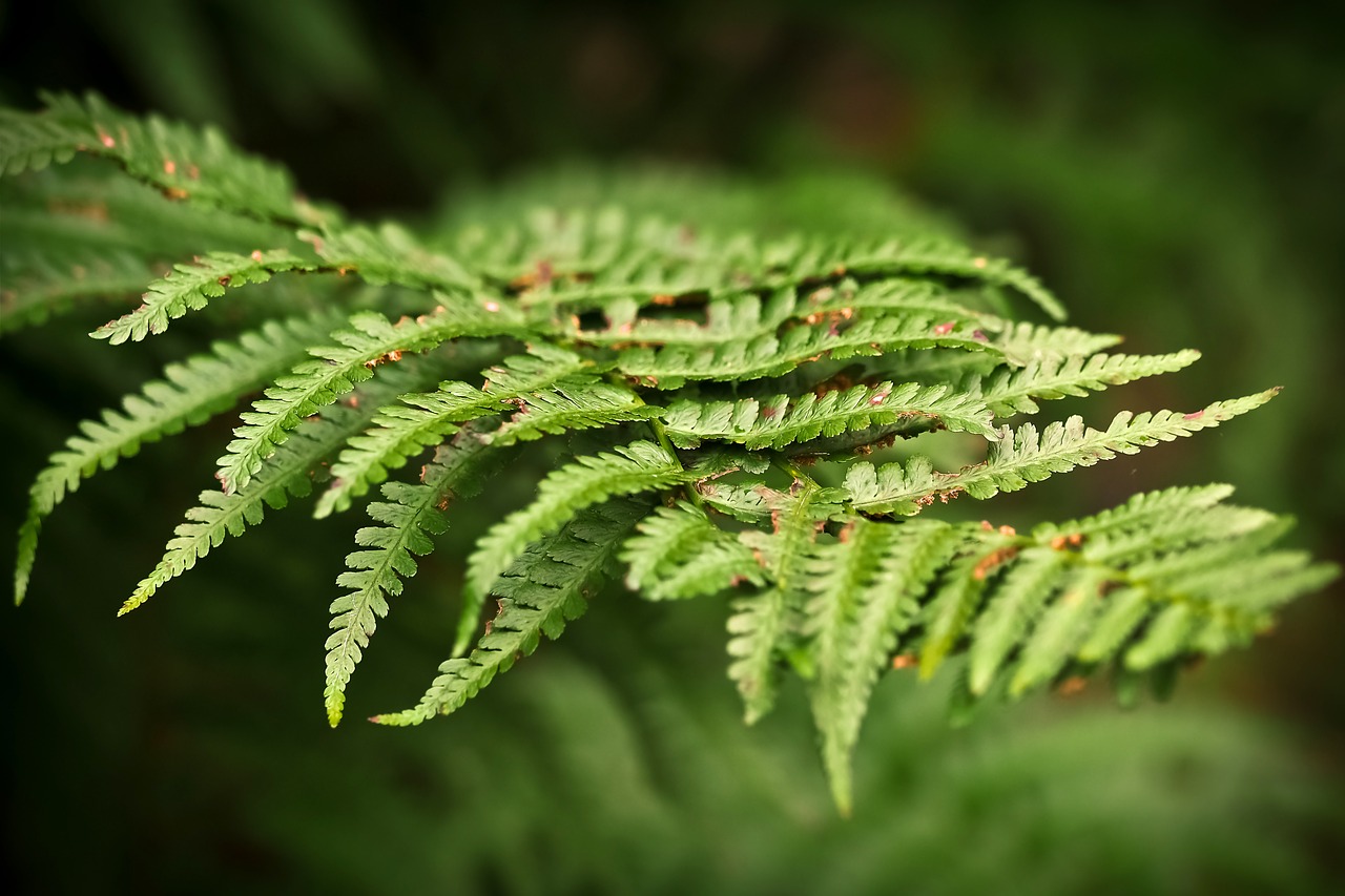 Image - fern forest green plant nature