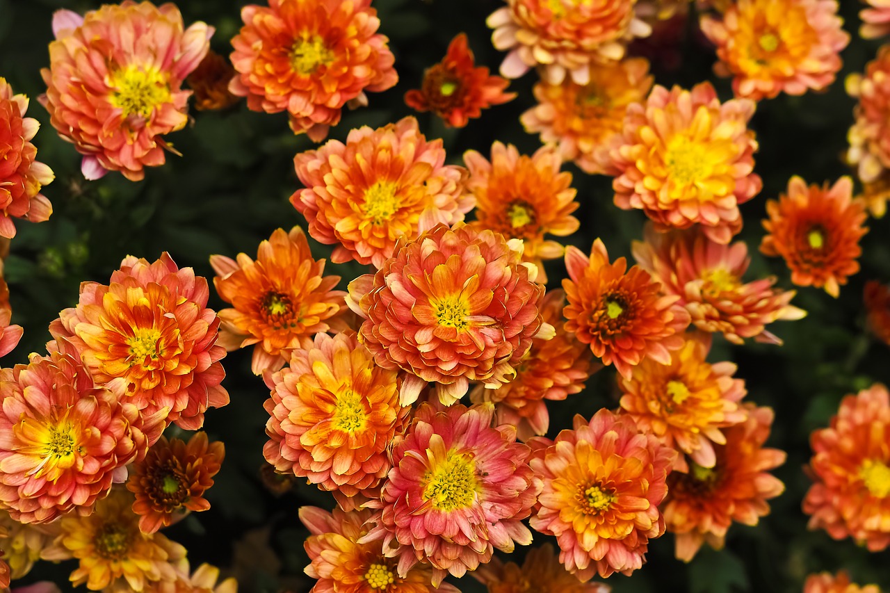 Image - chrysanthemum flower blossom bloom