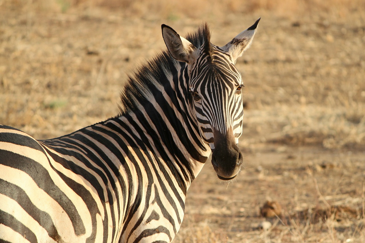 Image - zebra zebra crossing wild animal