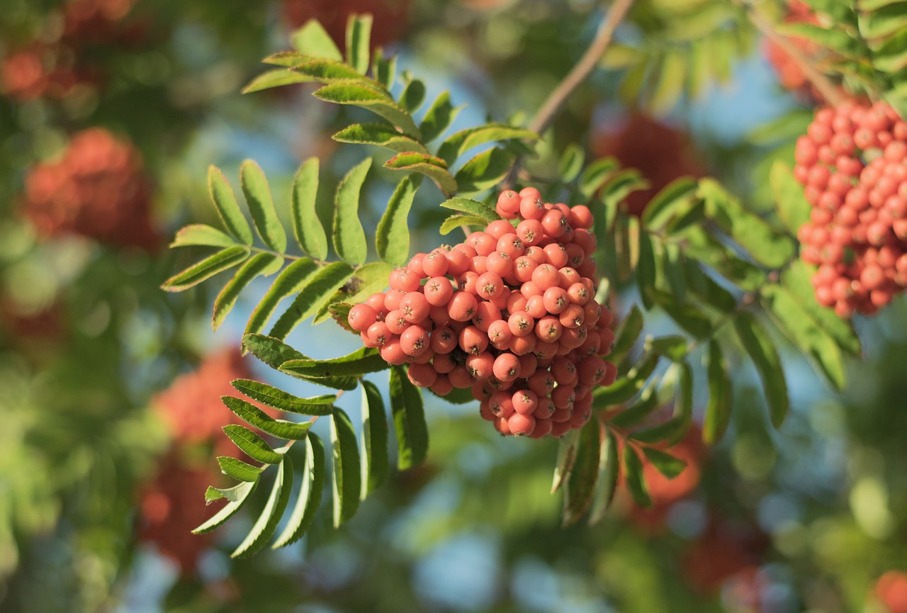 Image - rowan berries autumn red green