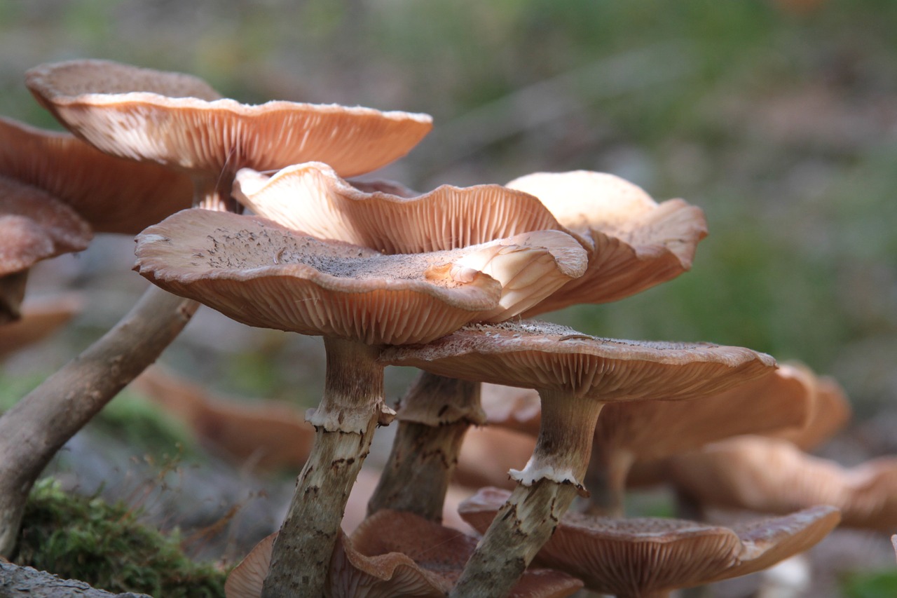 Image - mushrooms autumn nature wild brown