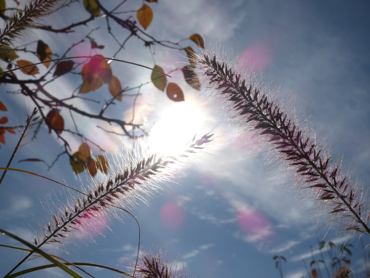 Image - autumn fall grass sunlight sun