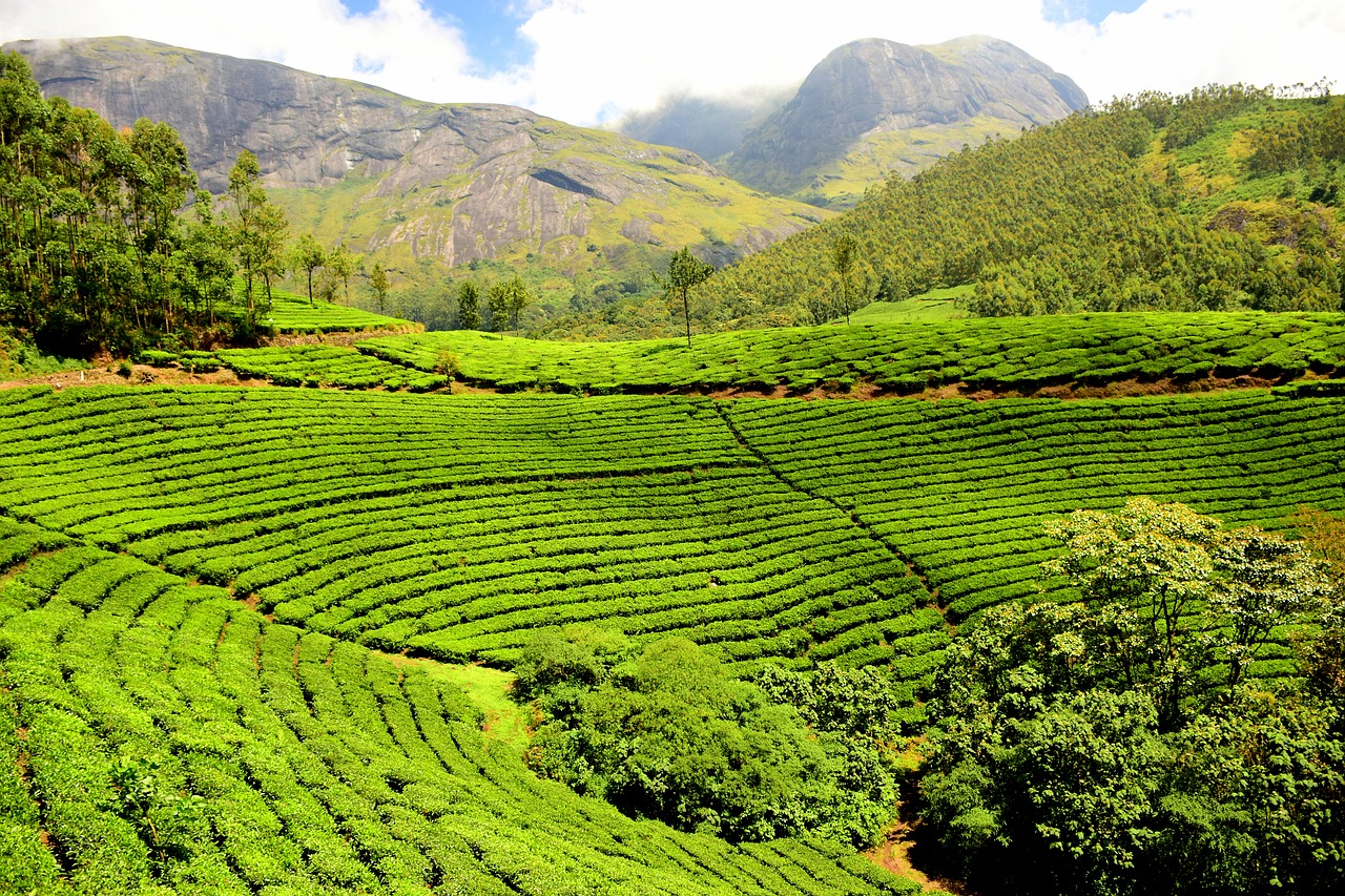 Image - tea plantation tea garden india