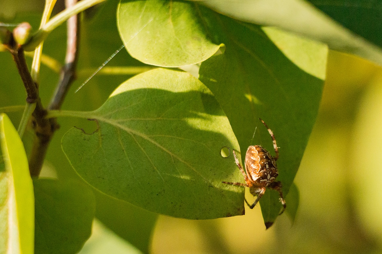 Image - sunshine spider insect tree