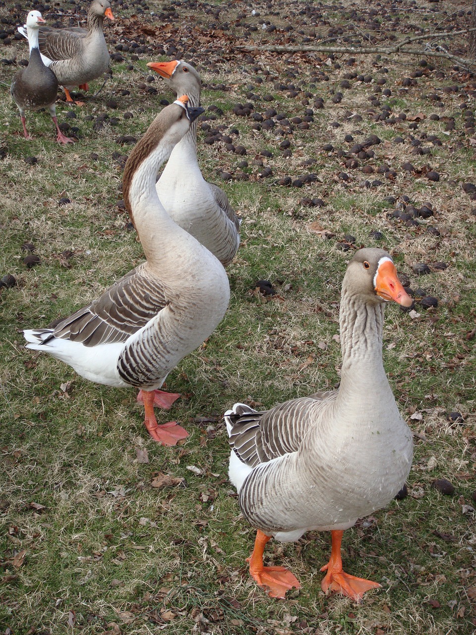 Image - goose geese ducks animal nature