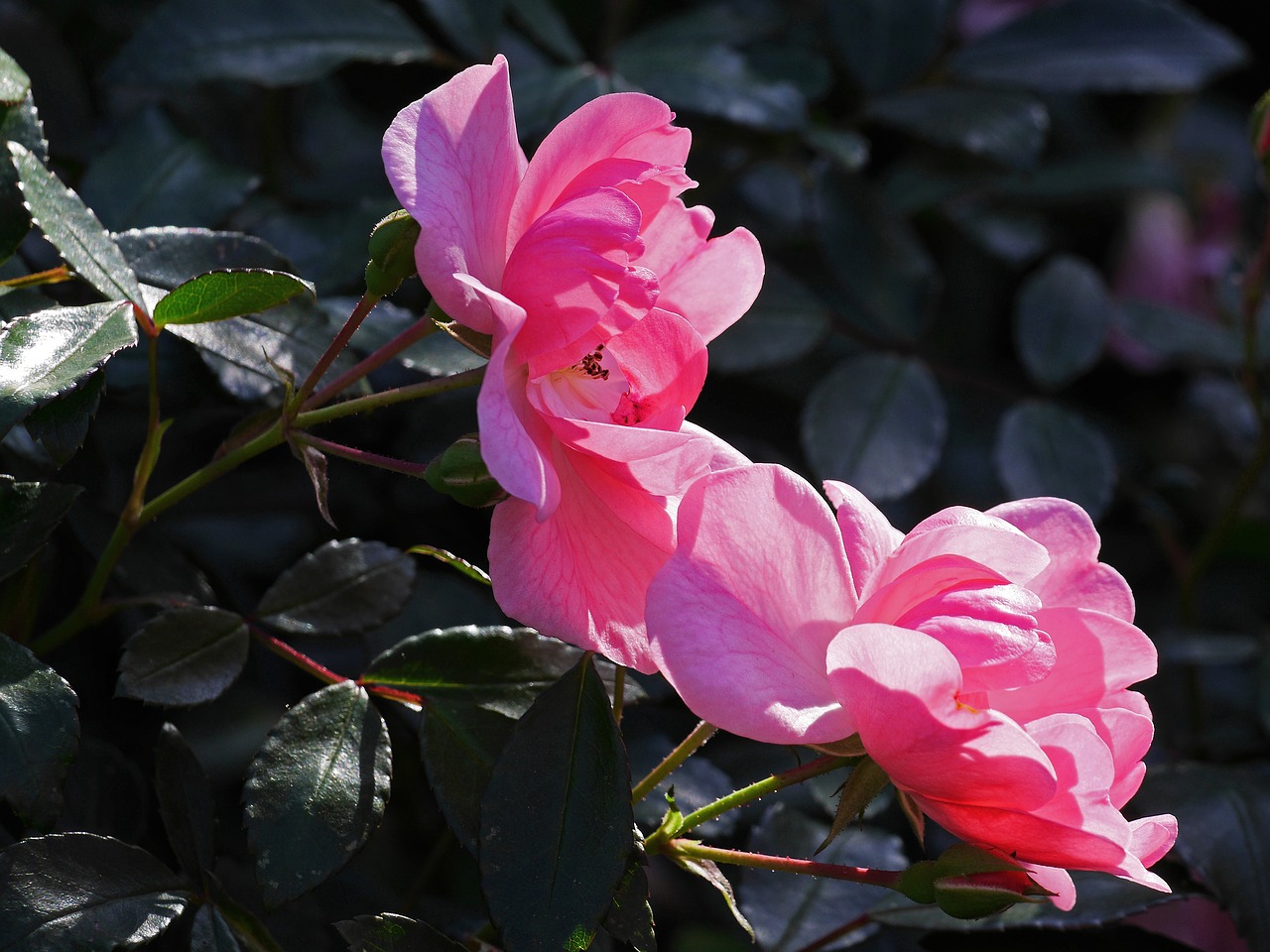 Image - rose last flor october bush rose