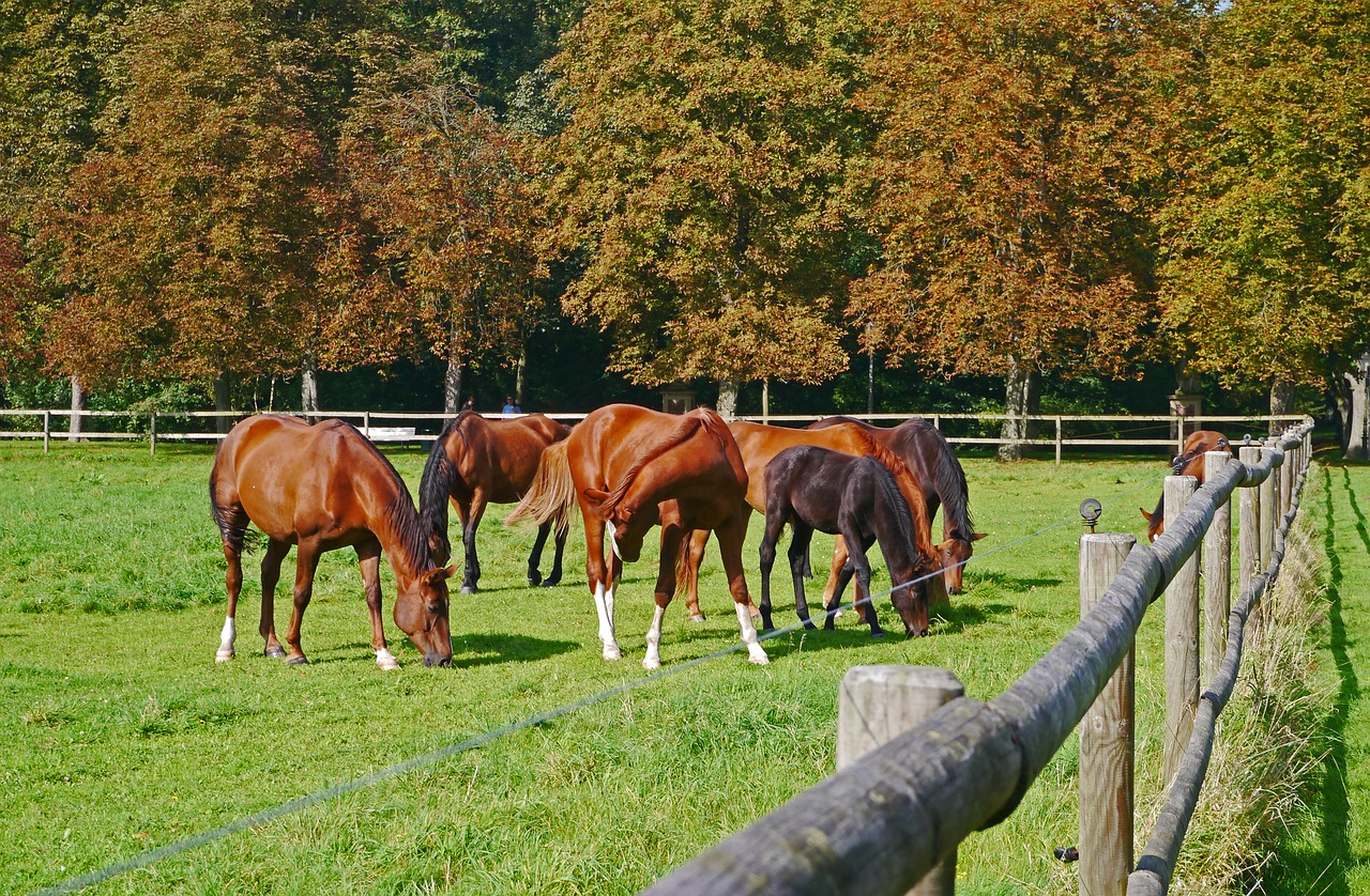 Image - autumn coupling horses brown fence